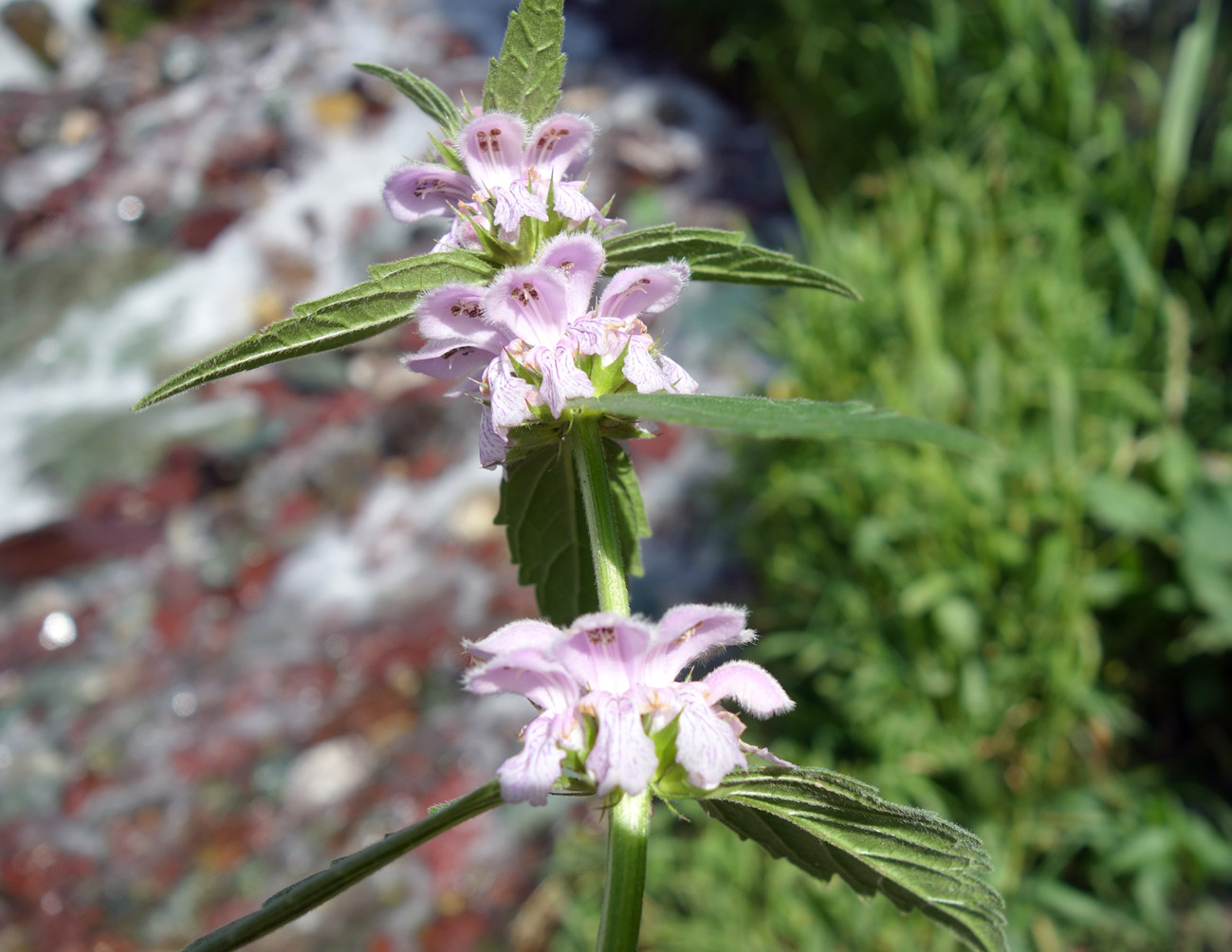 Изображение особи Stachyopsis oblongata.