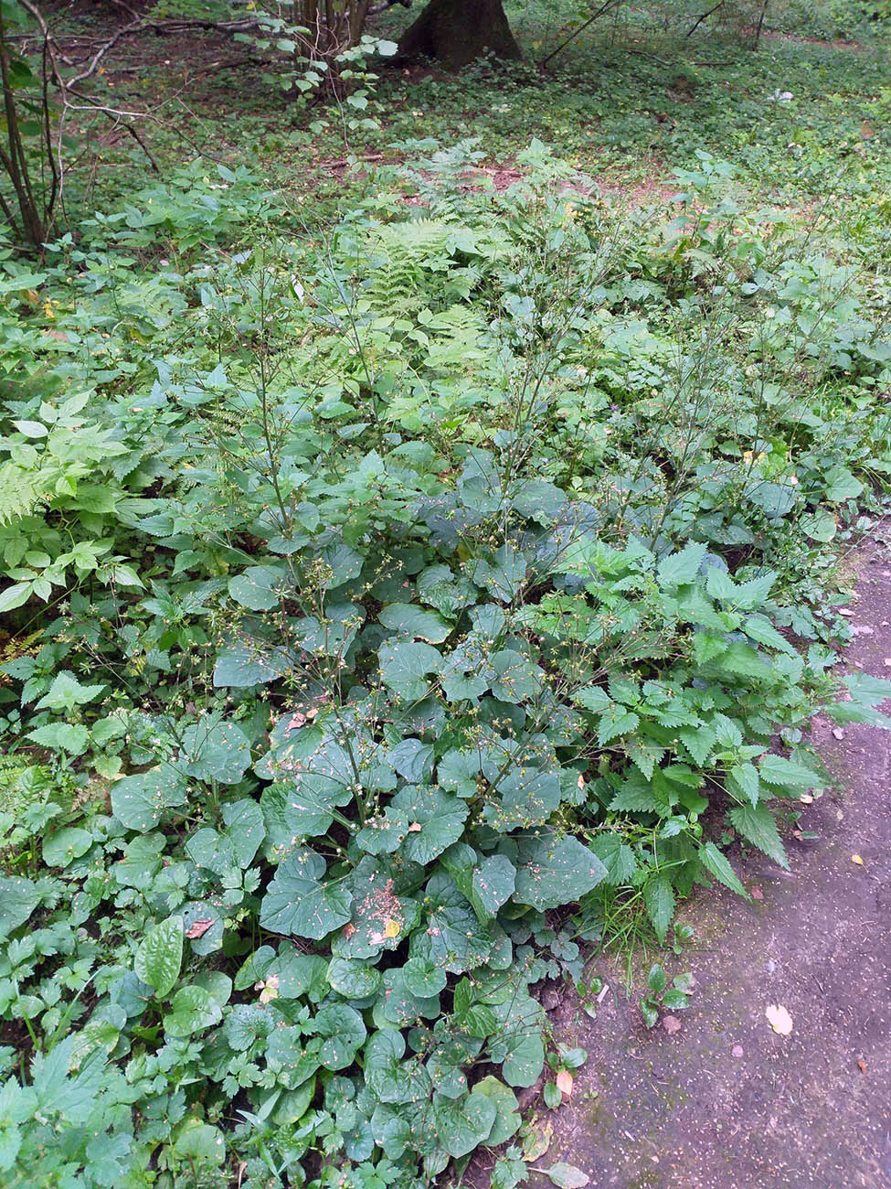 Image of Adenocaulon adhaerescens specimen.