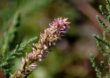 Myricaria bracteata. Часть соцветия с формирующимися плодами. Алтай, Онгудайский р-н, устье р. Большой Яломан, пойменная терраса. 11.06.2019.