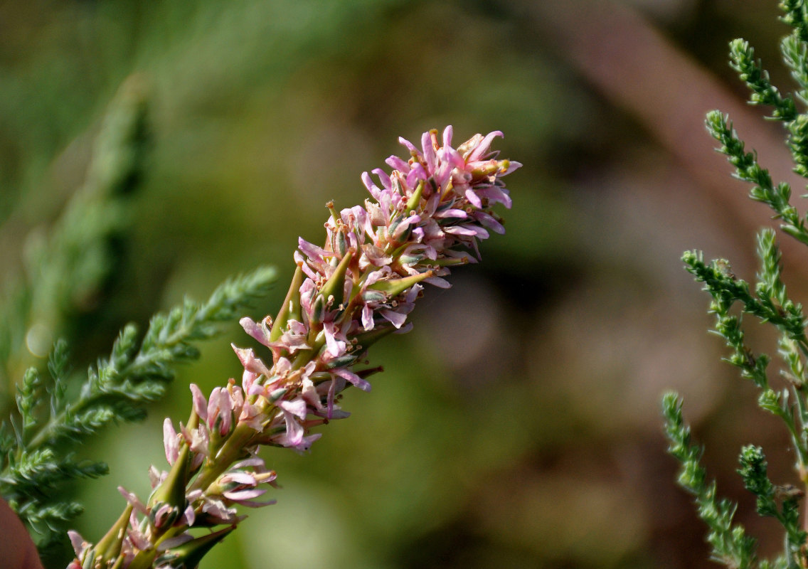 Изображение особи Myricaria bracteata.