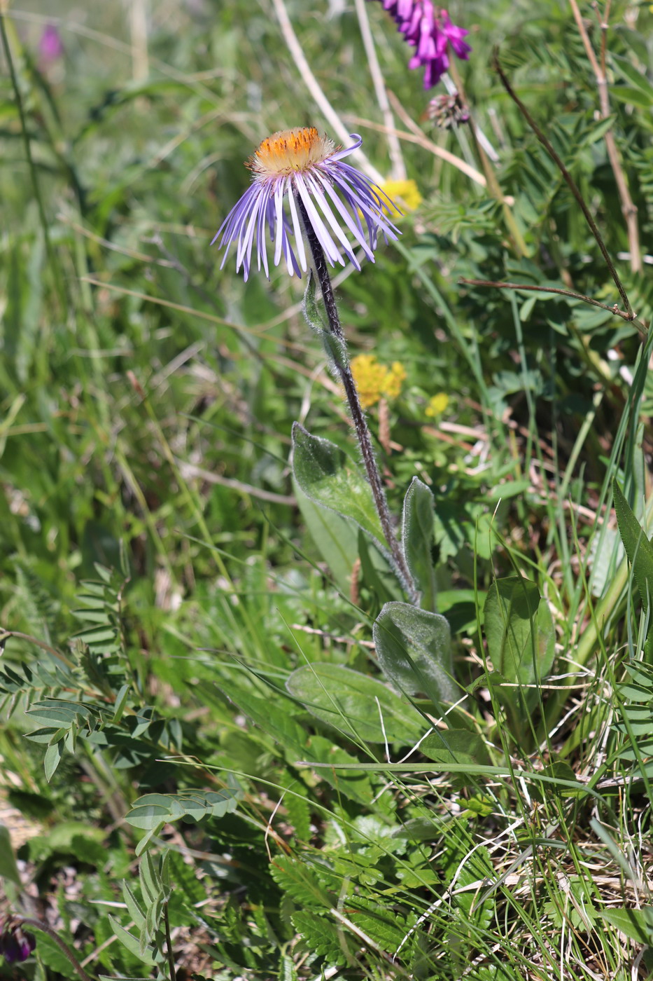 Image of Erigeron flaccidus specimen.