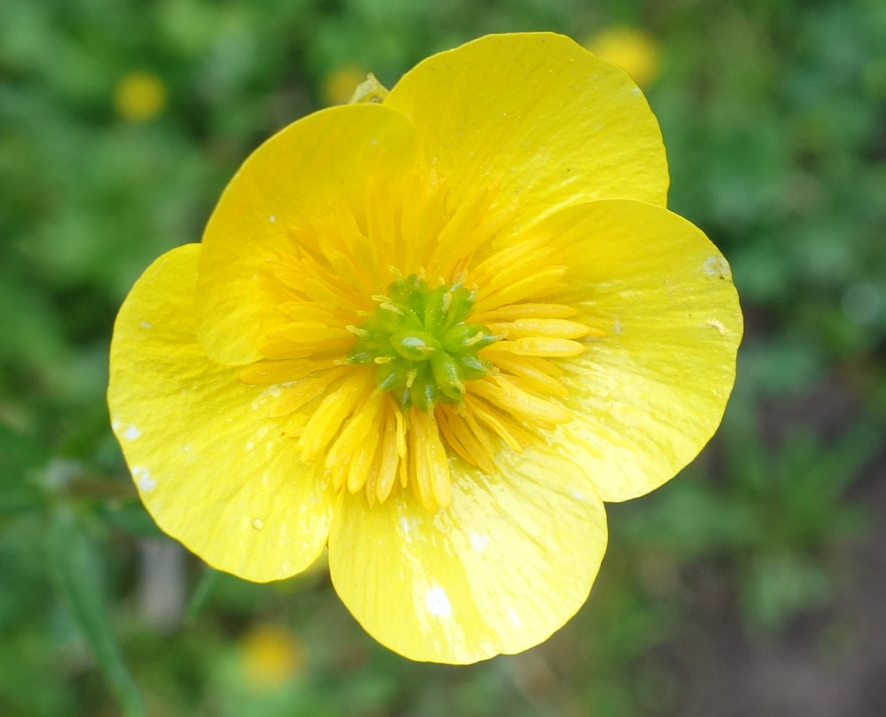 Изображение особи Ranunculus songaricus.