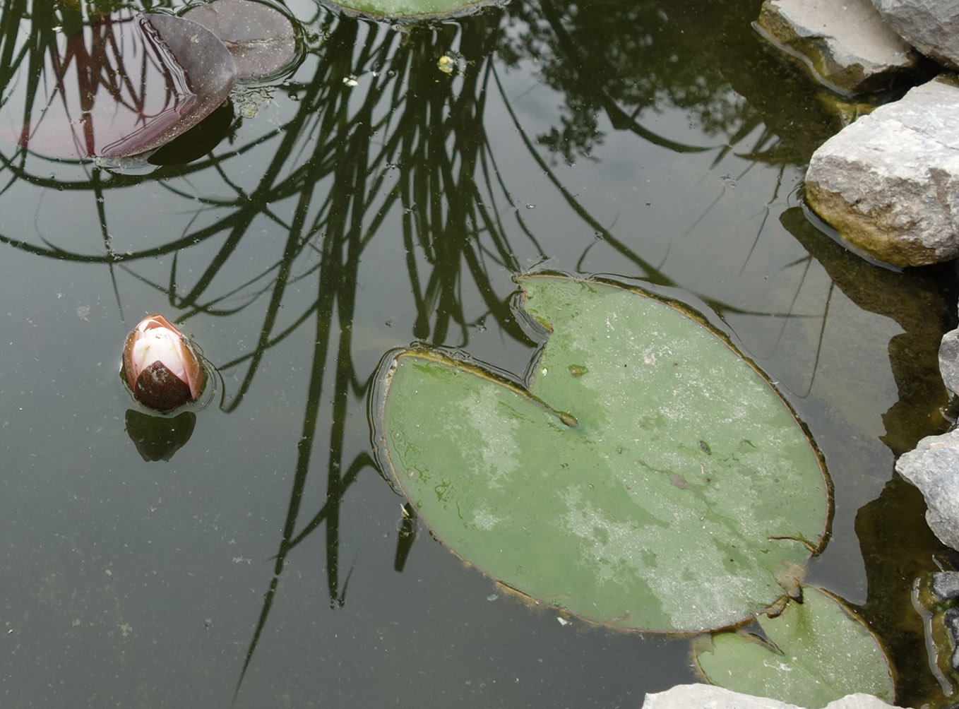 Image of Nymphaea &times; marliacea specimen.