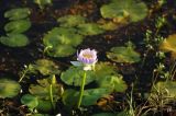 род Nymphaea