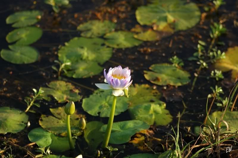 Image of genus Nymphaea specimen.