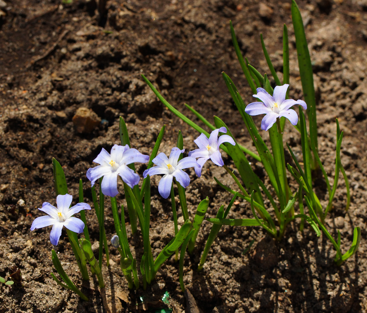 Image of Chionodoxa luciliae specimen.