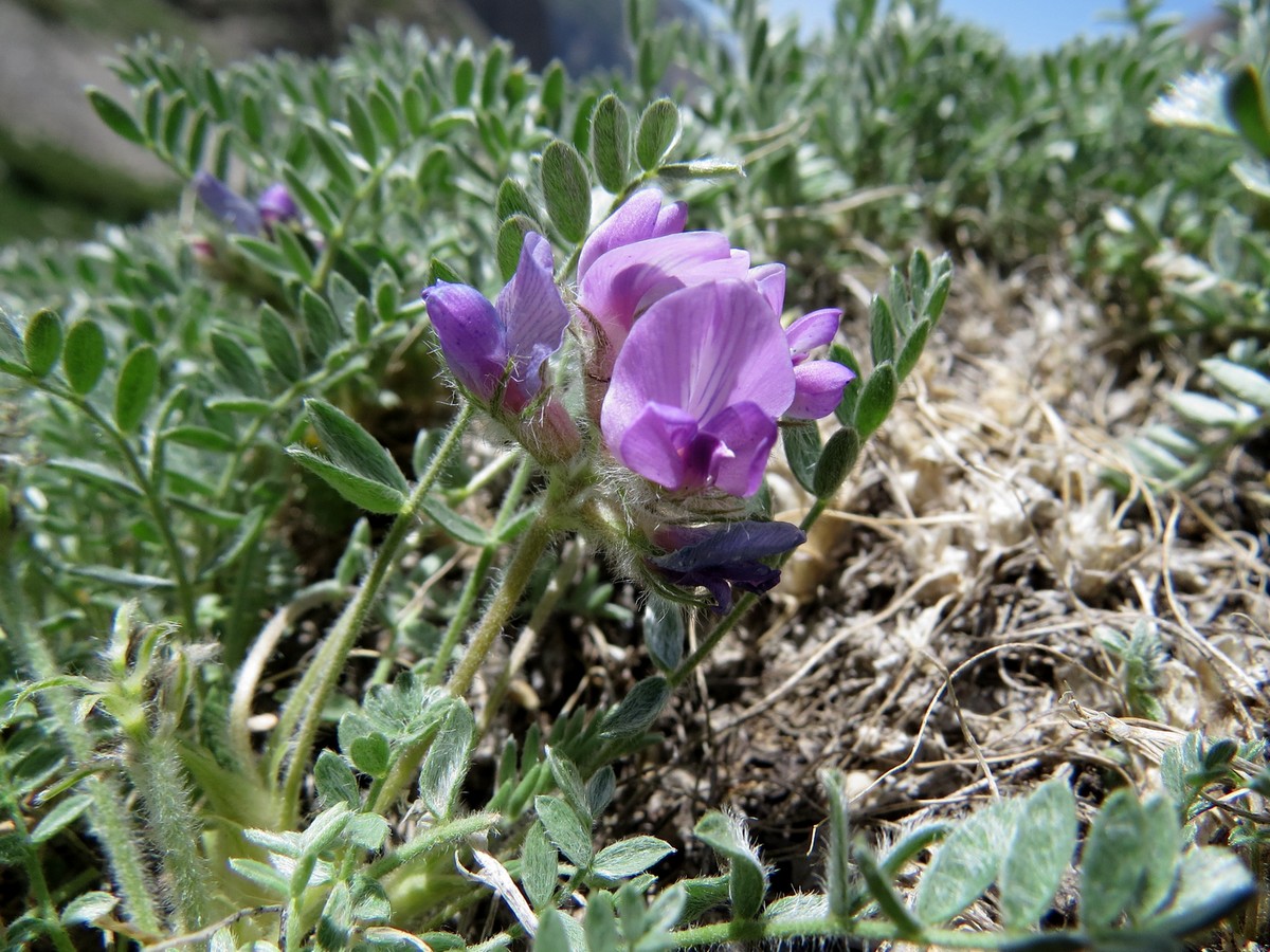 Изображение особи род Oxytropis.