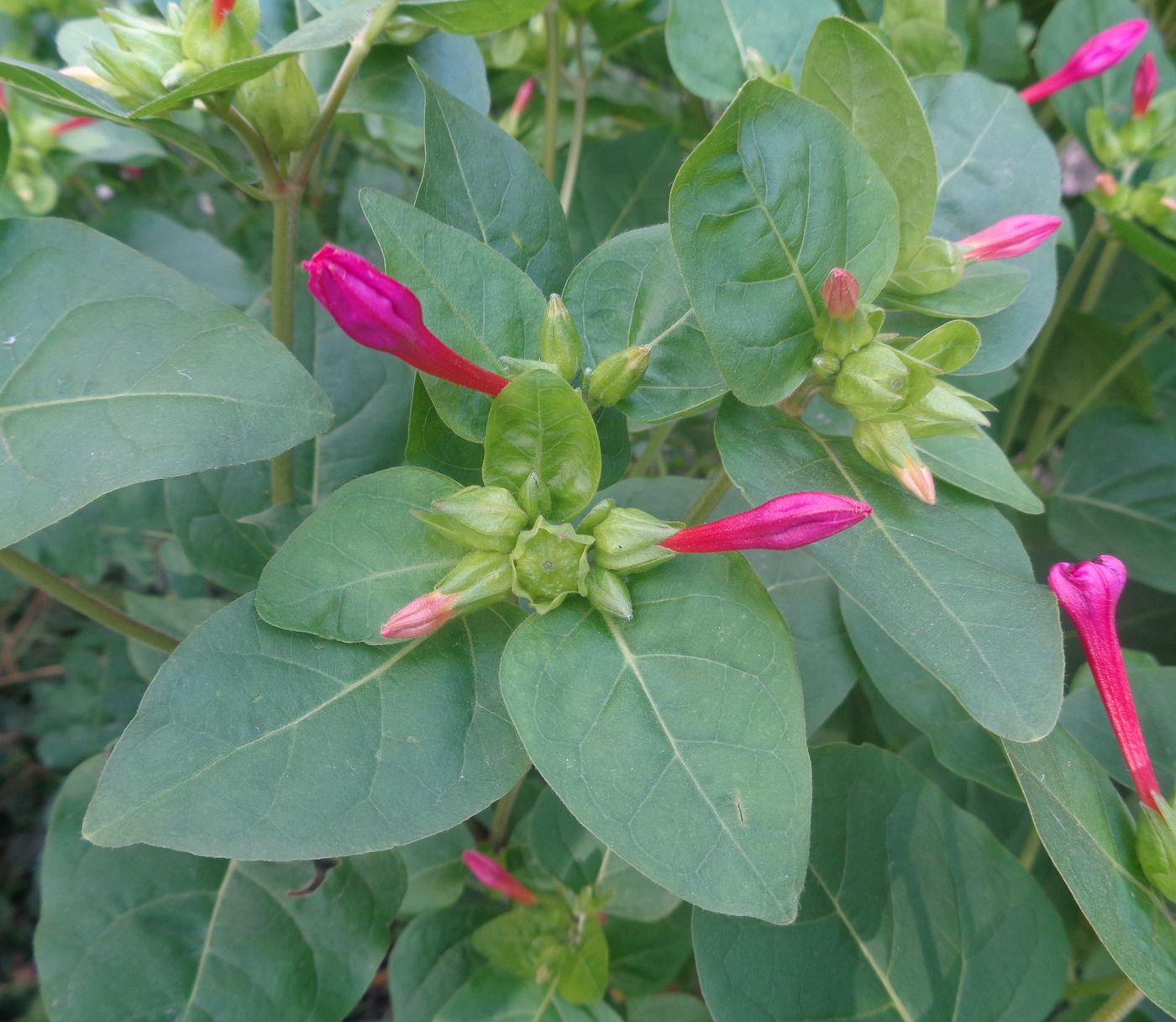 Изображение особи Mirabilis jalapa.