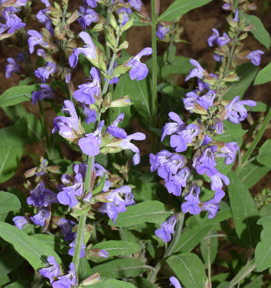 Image of Salvia officinalis specimen.