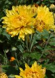 Chrysanthemum indicum