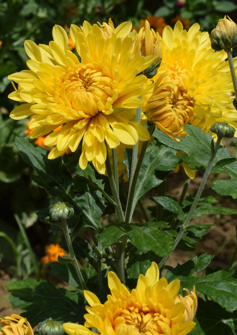 Image of Chrysanthemum indicum specimen.