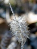 Trifolium angustifolium