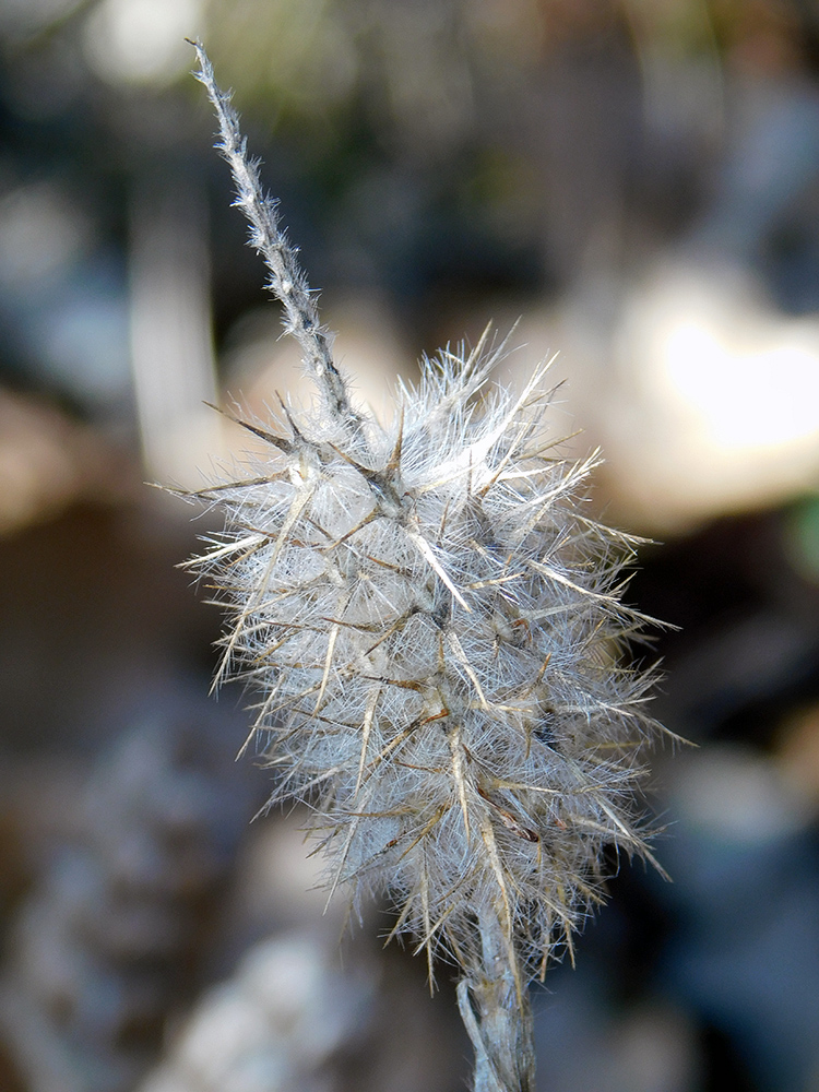 Image of Trifolium angustifolium specimen.