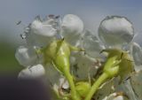 Crataegus pinnatifida