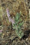 Psylliostachys suworowii