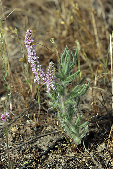 Image of Psylliostachys suworowii specimen.