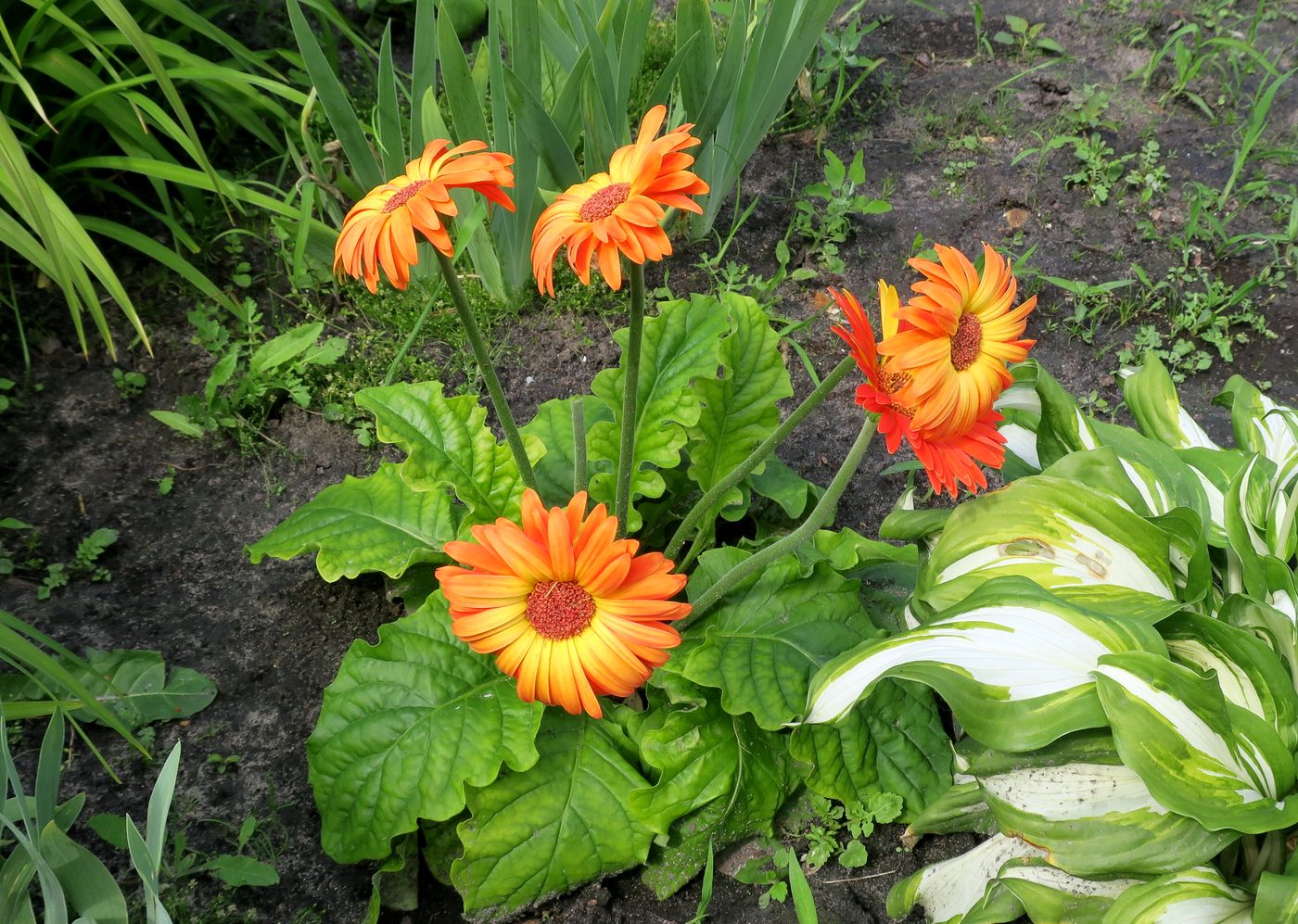 Image of Gerbera jamesonii specimen.