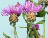 Centaurea jacea