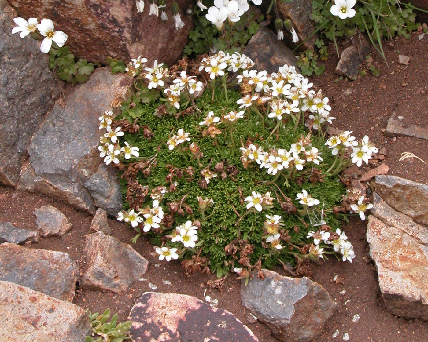 Изображение особи Saxifraga exarata.