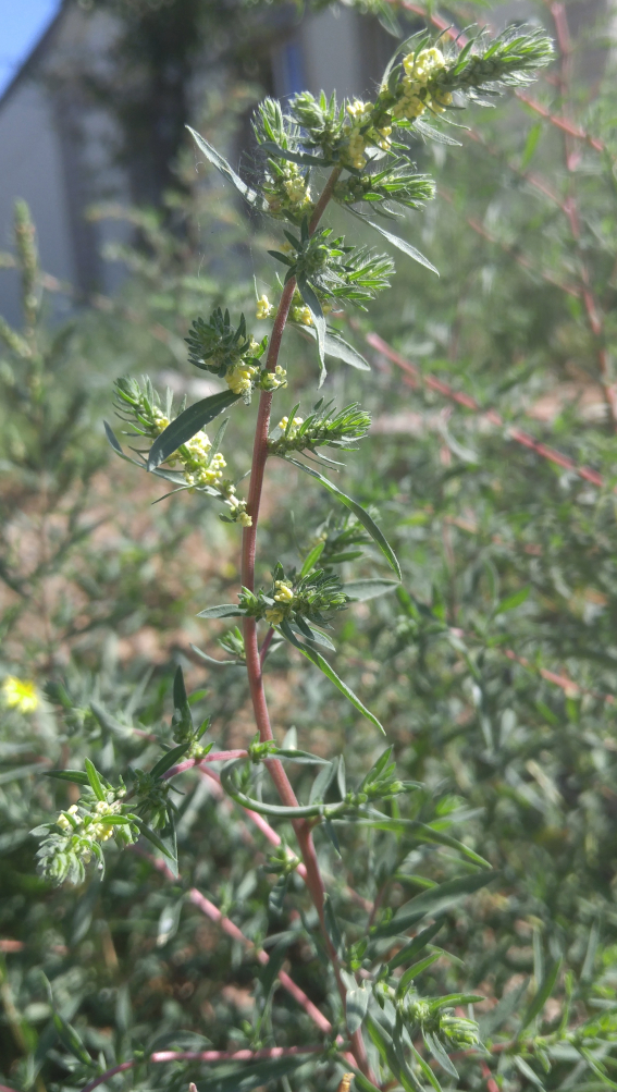 Image of Bassia scoparia specimen.