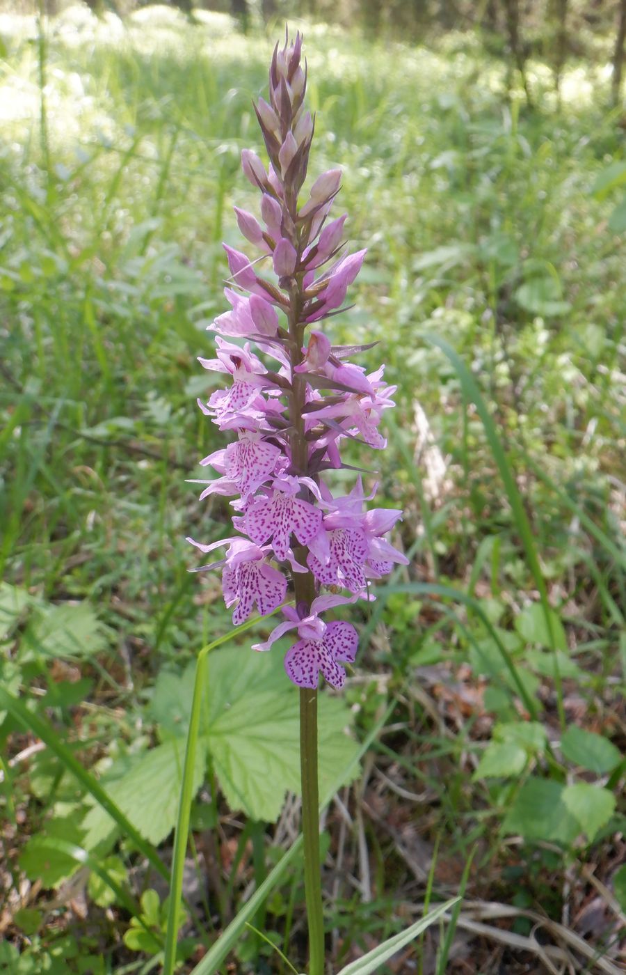 Image of Dactylorhiza fuchsii specimen.