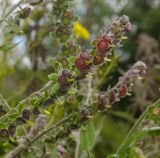 Cynoglossum officinale. Соплодие. Пермский край, пос. Юго-Камский, правый берег р. Юг ниже Юго-Камского пруда, прибрежный галечник. 1 июля 2020 г.