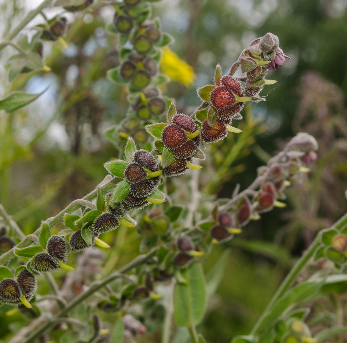 Изображение особи Cynoglossum officinale.