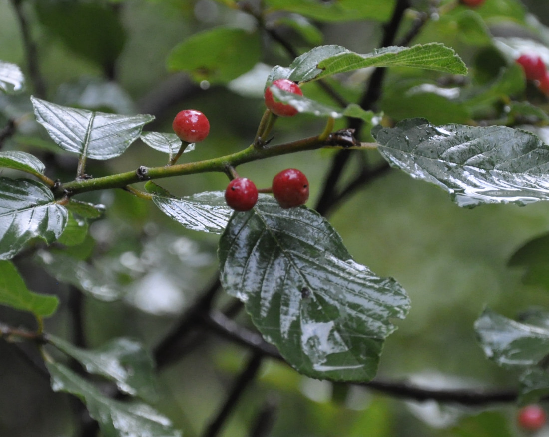 Изображение особи Frangula alnus.