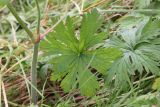 Geranium pratense. Лист и часть стебля. Костромская обл., Кологривский р-н, окр. деревни Козлово, луг в окружении лиственного леса. 28 августа 2020 г.