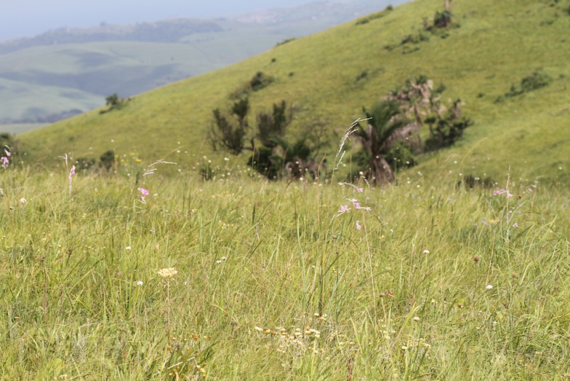 Image of Dierama latifolium specimen.