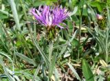 Centaurea napulifera