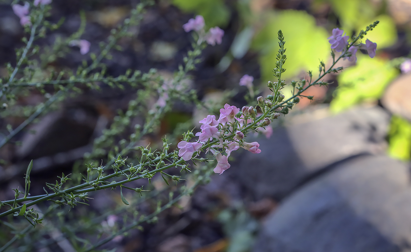 Изображение особи род Linaria.