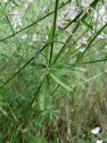 Astragalus melilotoides