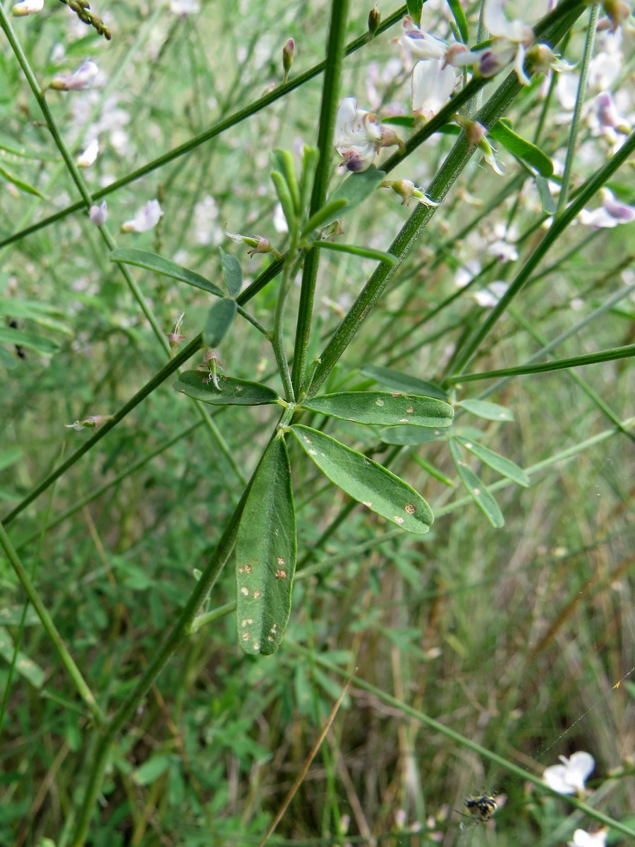 Изображение особи Astragalus melilotoides.