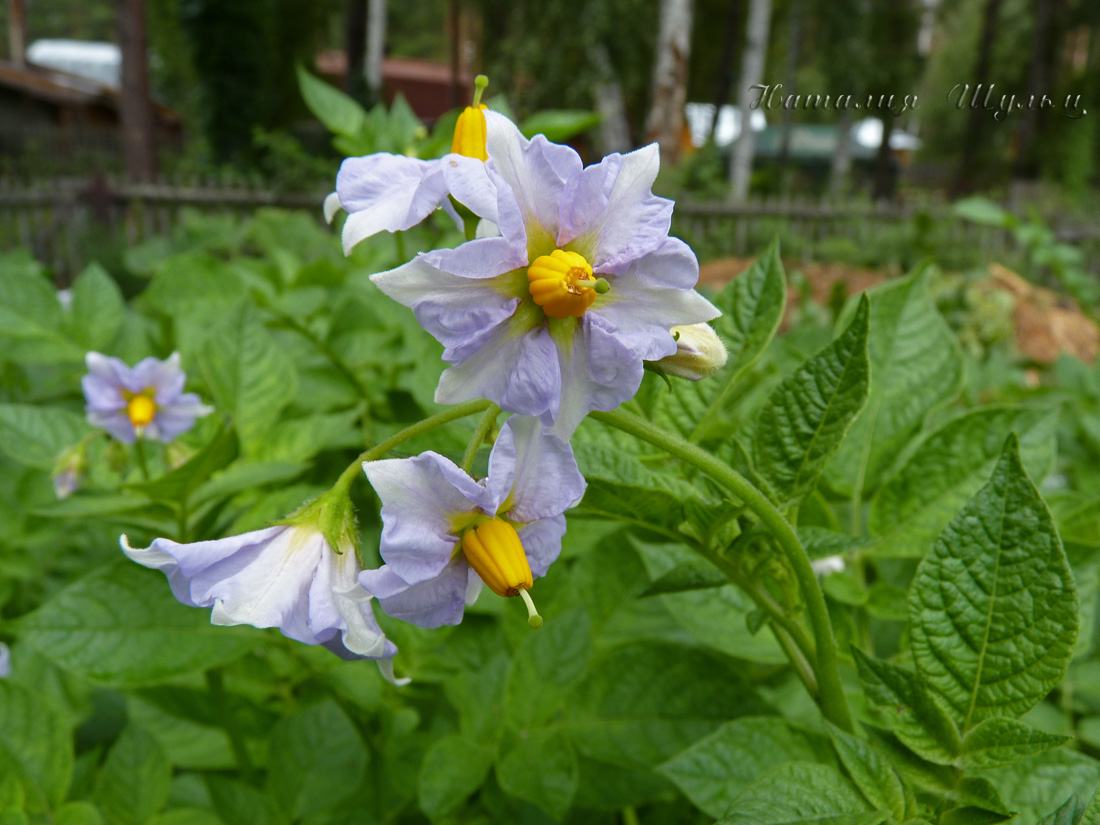 Изображение особи Solanum tuberosum.