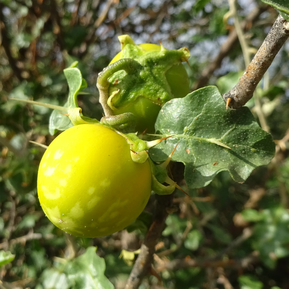 Image of Solanum arundo specimen.