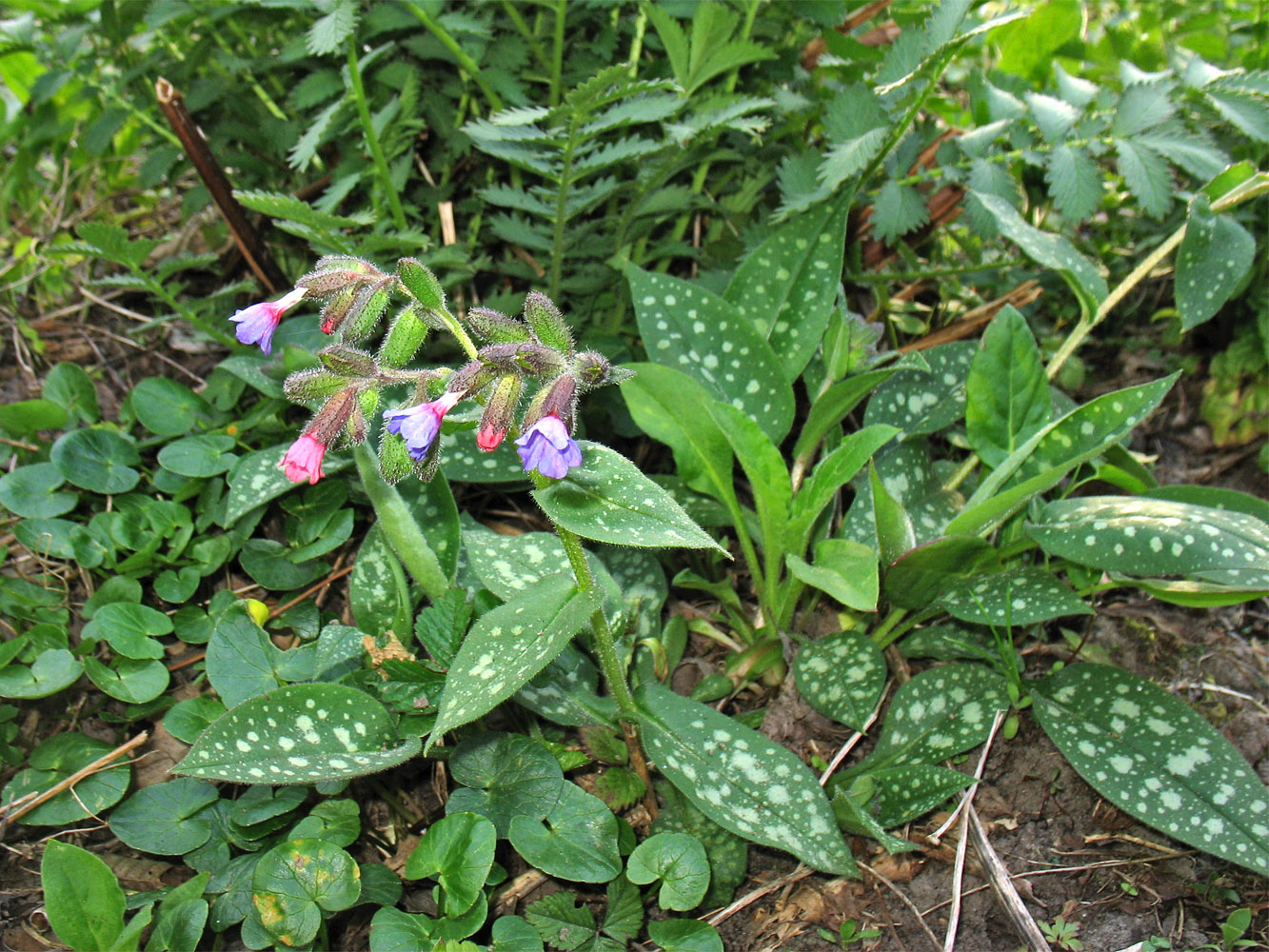 Изображение особи Pulmonaria saccharata.