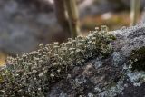 Cladonia pyxidata