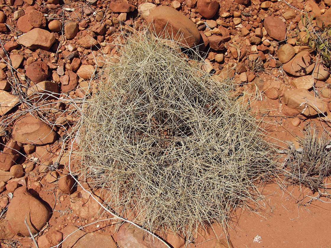 Image of genus Triodia specimen.