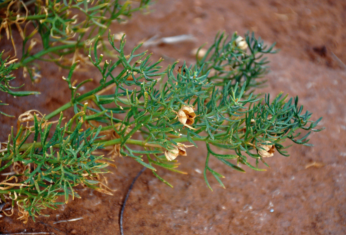 Image of Peganum harmala specimen.