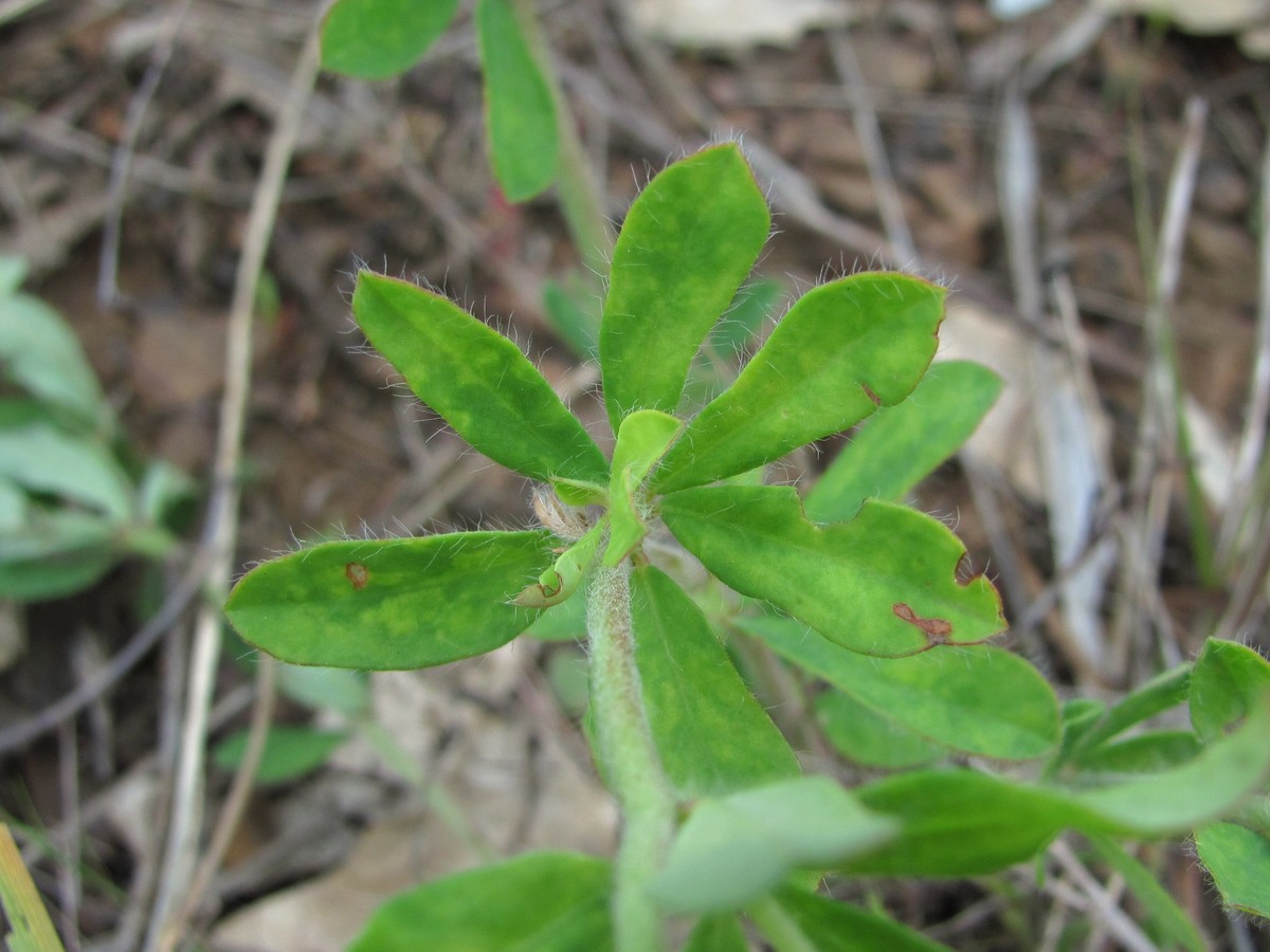 Image of Dorycnium graecum specimen.