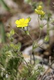 Potentilla soongorica. Верхушка цветущего растения. Южный Казахстан, хр. Боролдайтау, северный склон (южнее Васильевки). 08.05.2010.