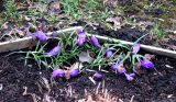 Crocus vernus