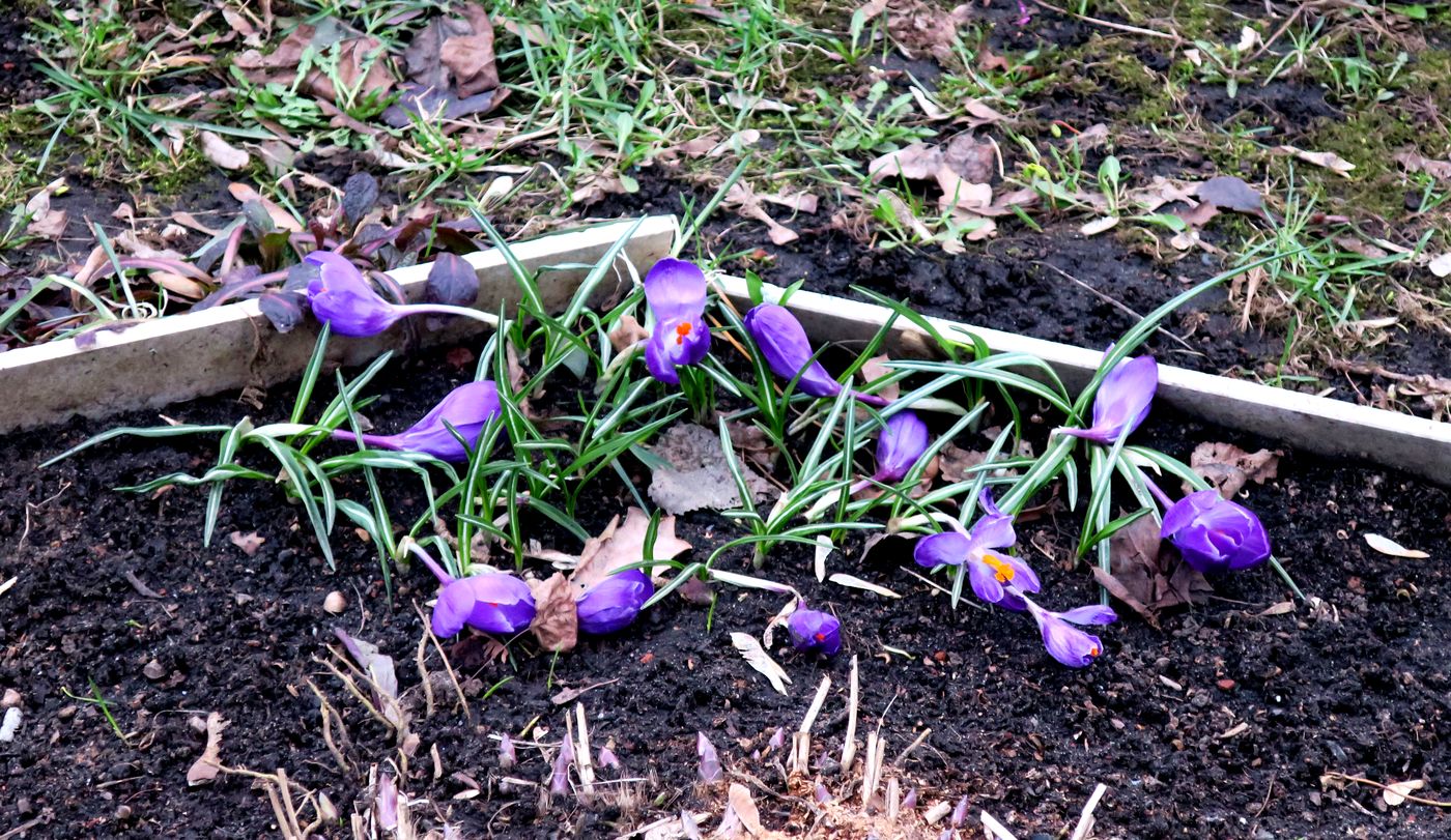 Изображение особи Crocus vernus.