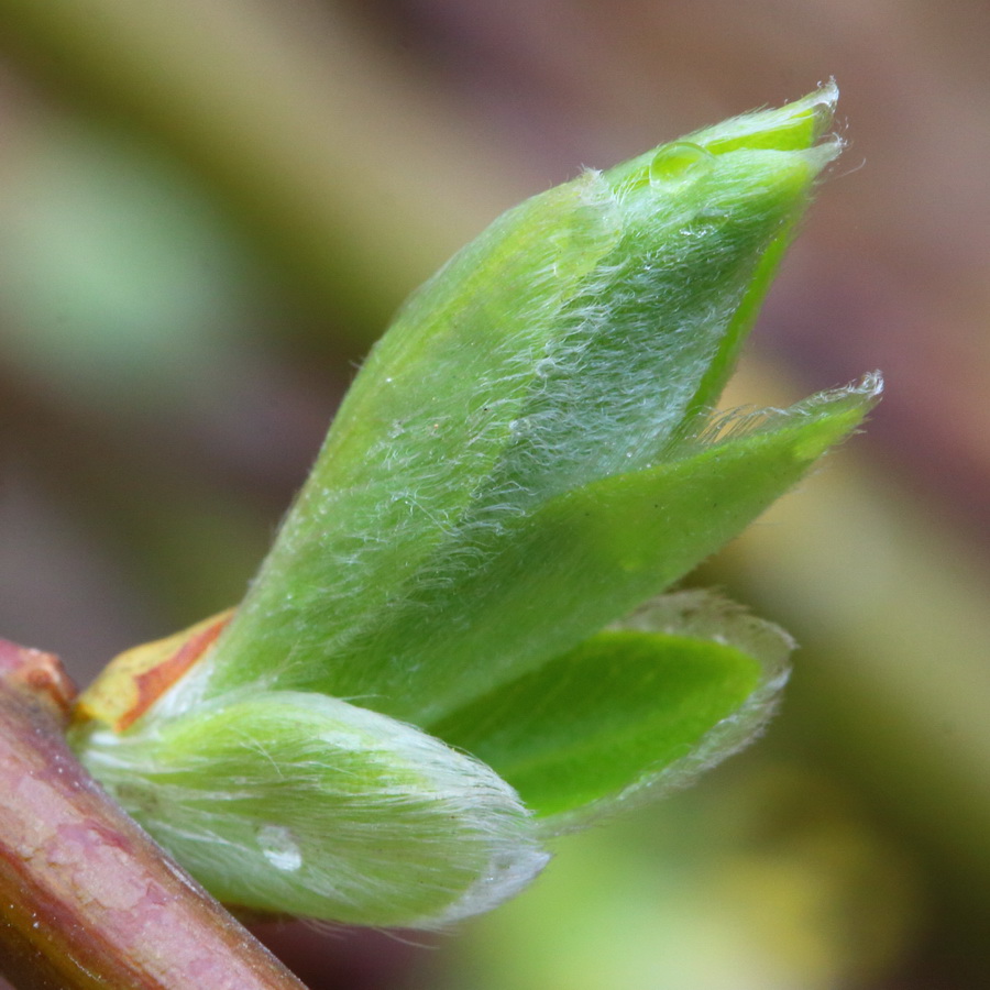 Image of Salix caprea specimen.