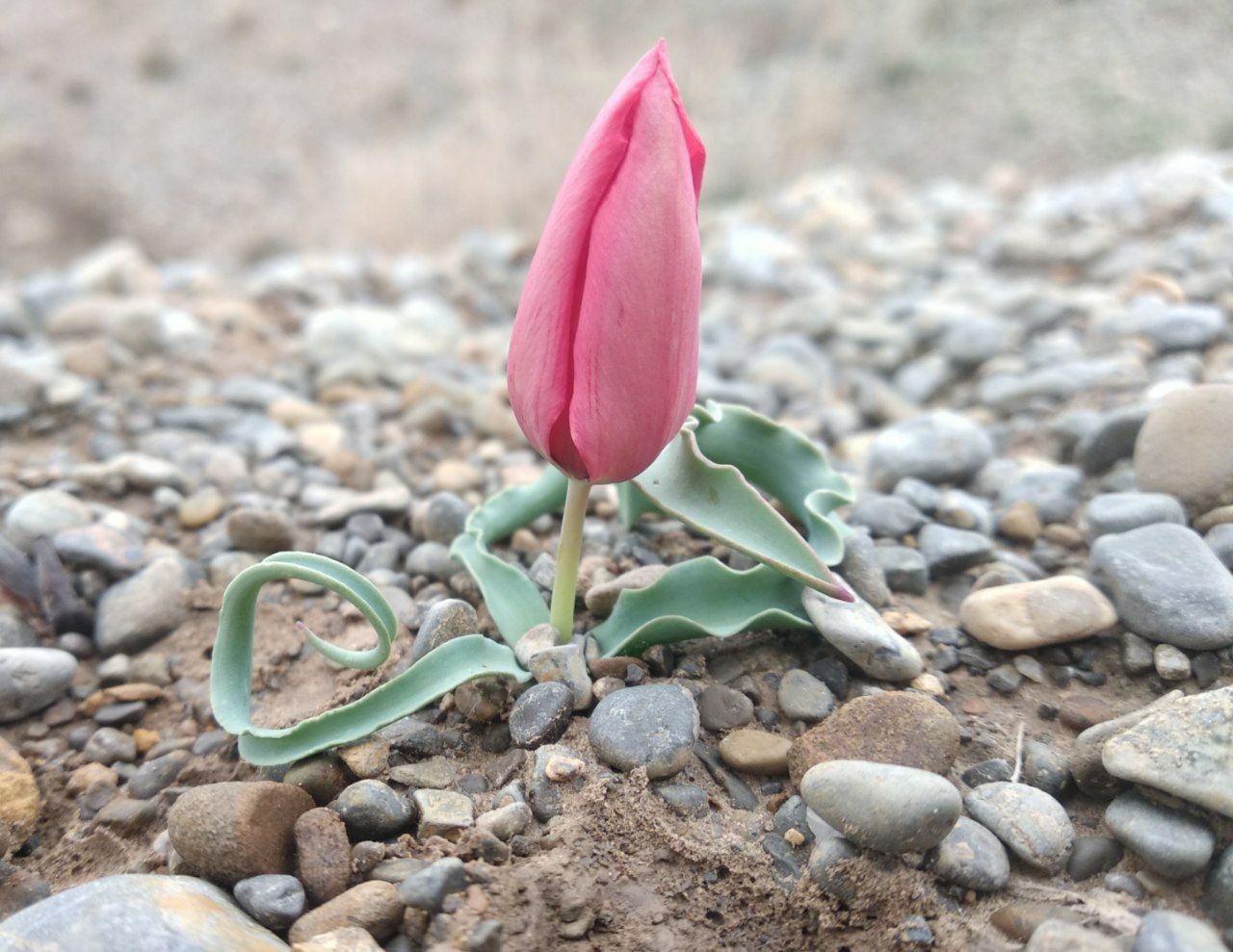 Image of Tulipa korolkowii specimen.