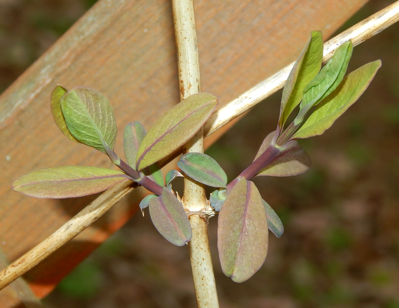 Image of Lonicera prolifera specimen.