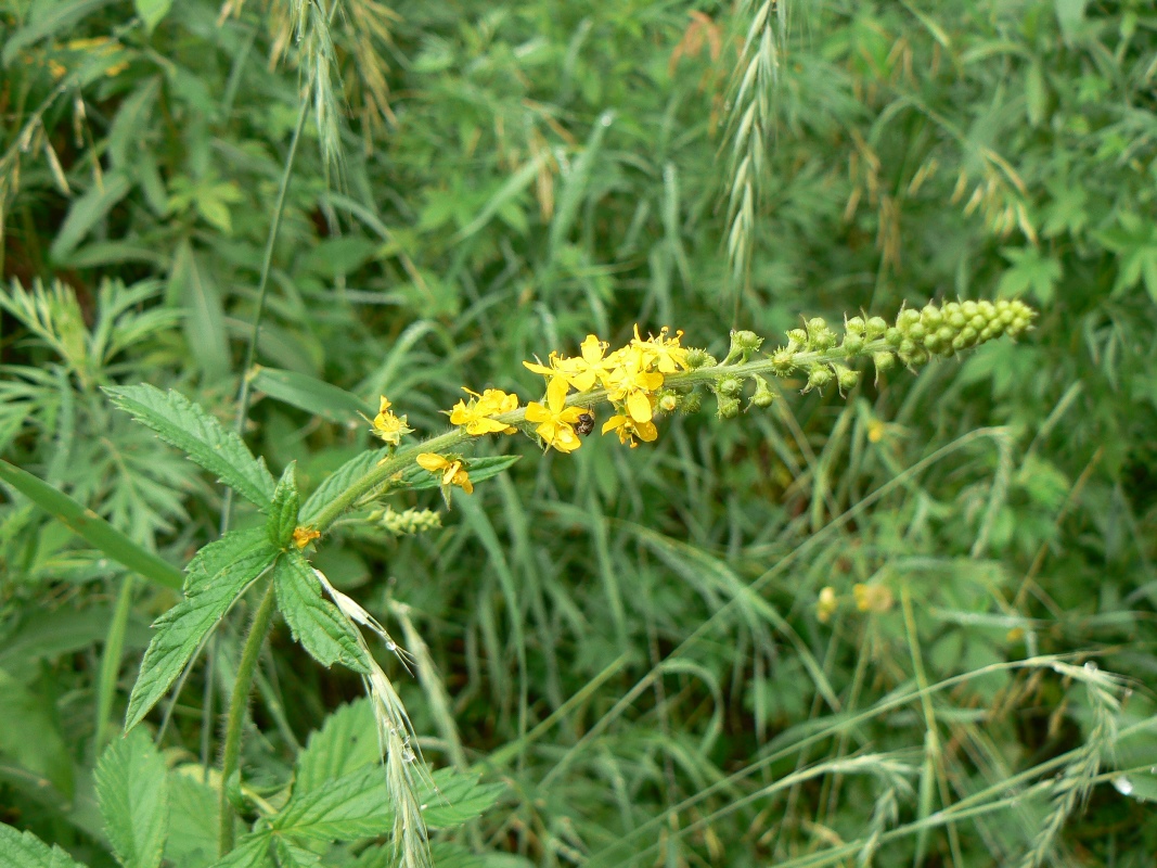 Image of Agrimonia eupatoria specimen.