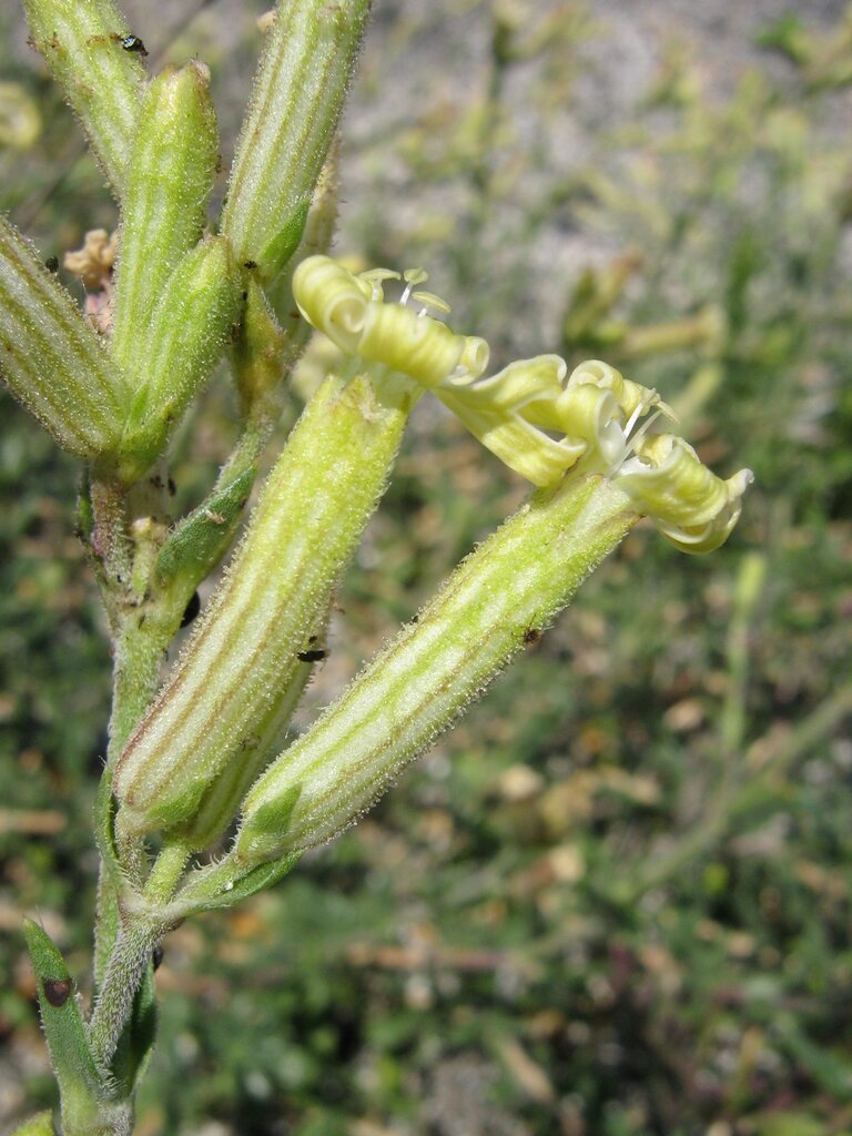 Image of Silene thymifolia specimen.