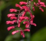 familia Orchidaceae. Соцветие. Перу, регион Куско, провинция Урубамба, Mariposario de Machu Picchu, ствол дерева, покрытый лишайниками. 19.10.2019.